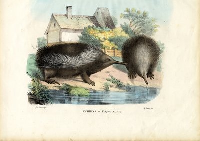 Short-Beaked Echidna, 1863-79 by Raimundo Petraroja
